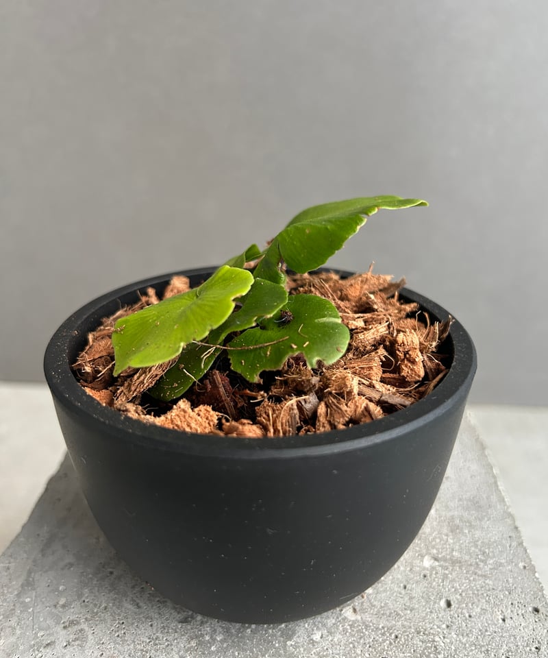 アスプレニウム デラバイ (フランチ) コペル 「Asplenium delavayi (Fr