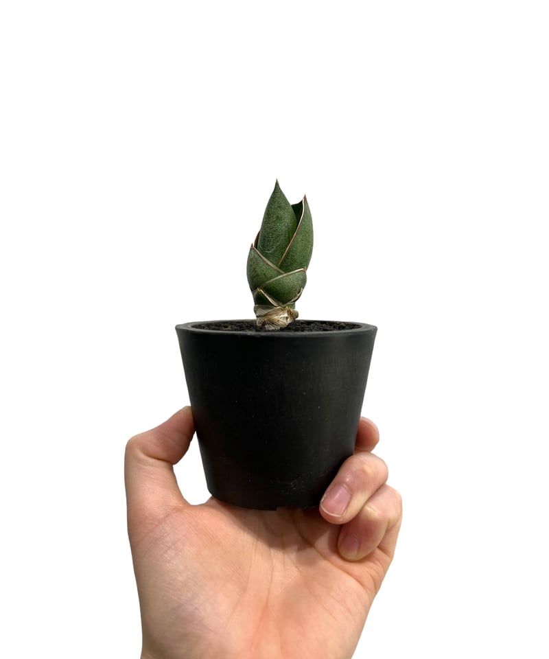 サンセベリア アンダマン (from アンヤマニー ガーデン)「Sansevieria