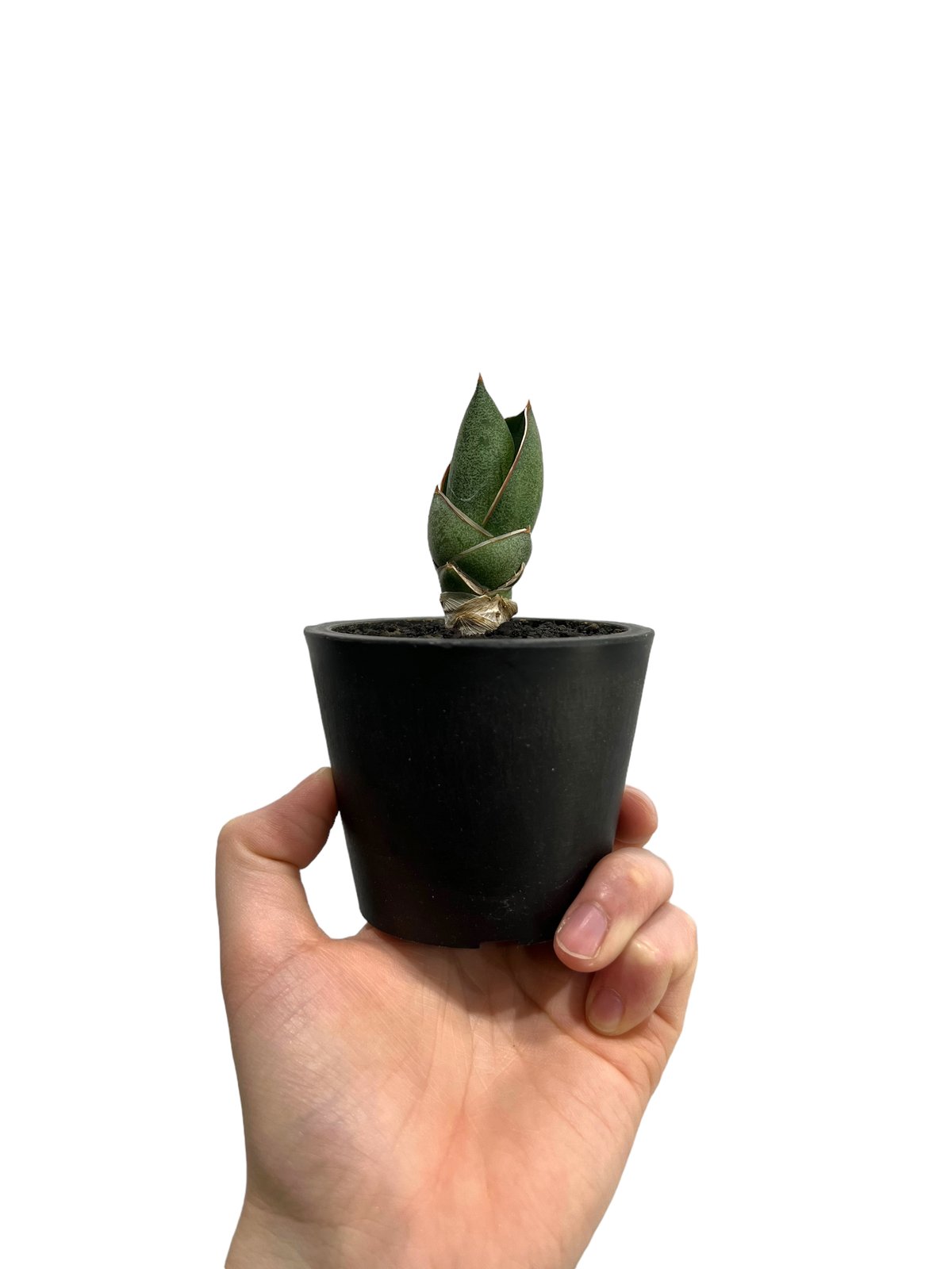 EMP サンセベリア LEXUS レクサス / アンヤマニーガーデン SA386 サンセベリア レクサス 「Sansevieria Lexus (by Unyamanee Ga