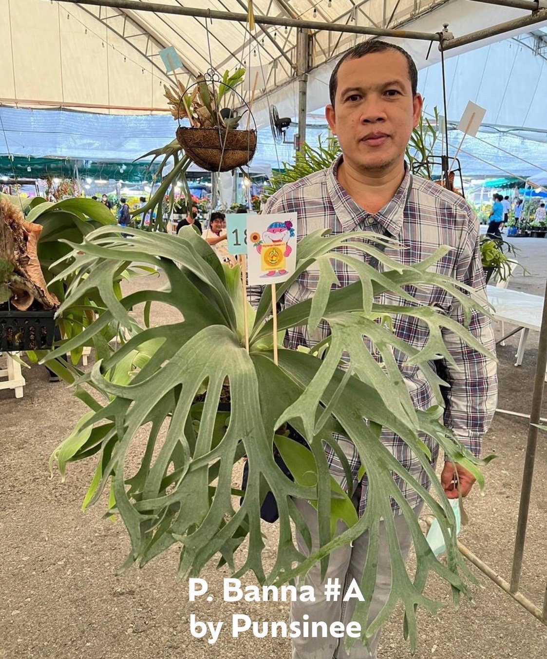 ビカクシダ　バンナA（P.Banna#A） ビカクシダ バンナ #A (子株) 「Platycerium Banna #A (pup)」8
