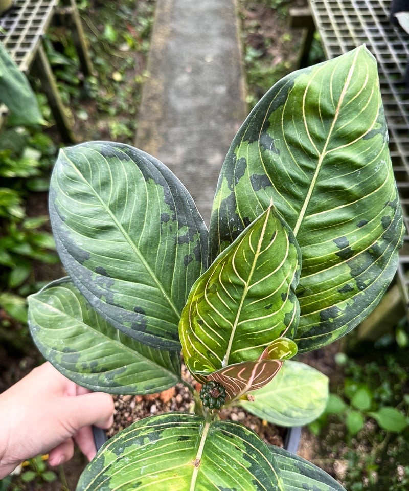 アグラオネマ ブラック リップスティック “選抜個体” 「Aglaonema