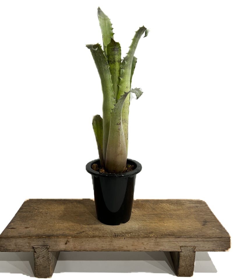 ホヘンベルギア レオポルドホルスティ× sp.357「Hohenbergia Leopold