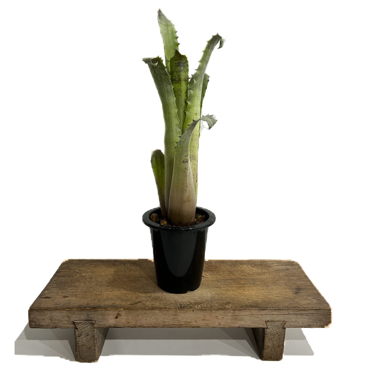 ホヘンベルギア レオポルドホルスティ× sp.357「Hohenbergia Leopold