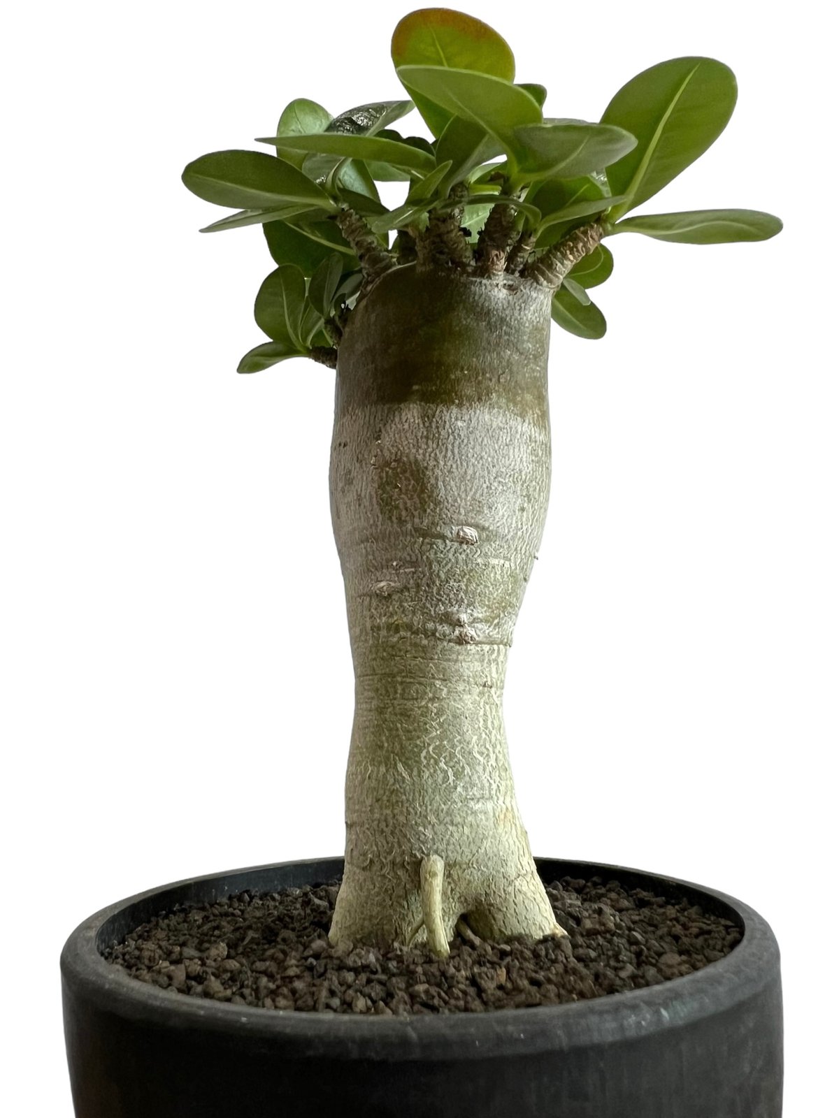 アデニウム アラビカム ドワーフ'選抜個体' 「Adenium arabicum