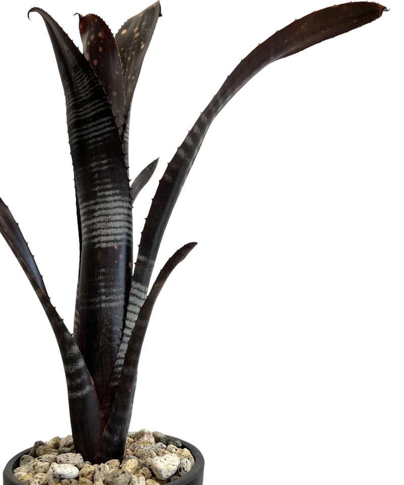 ビルベルギア ダースベイダー「Billbergia 'Darth vader' 」43J | 