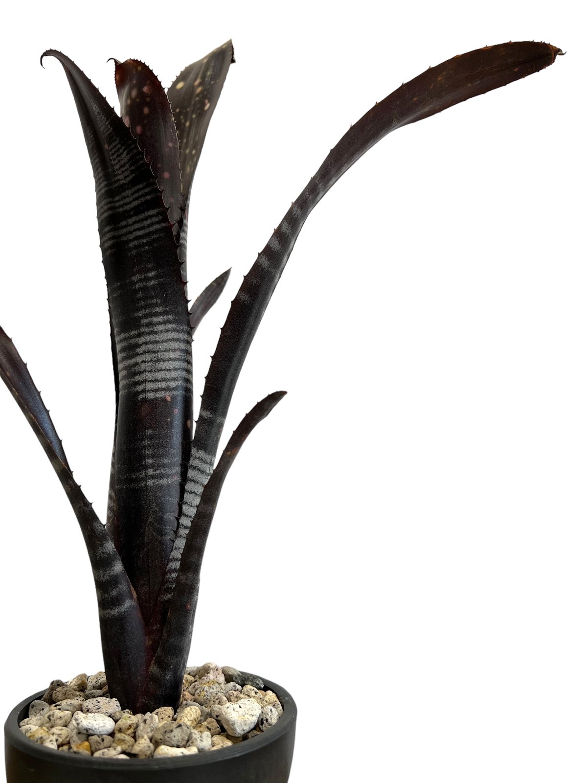 ビルベルギア ダースベイダー「Billbergia 'Darth vader' 」43J ビルベルギア ダースベイダー「Billbergia 'Darth vader' 」43J