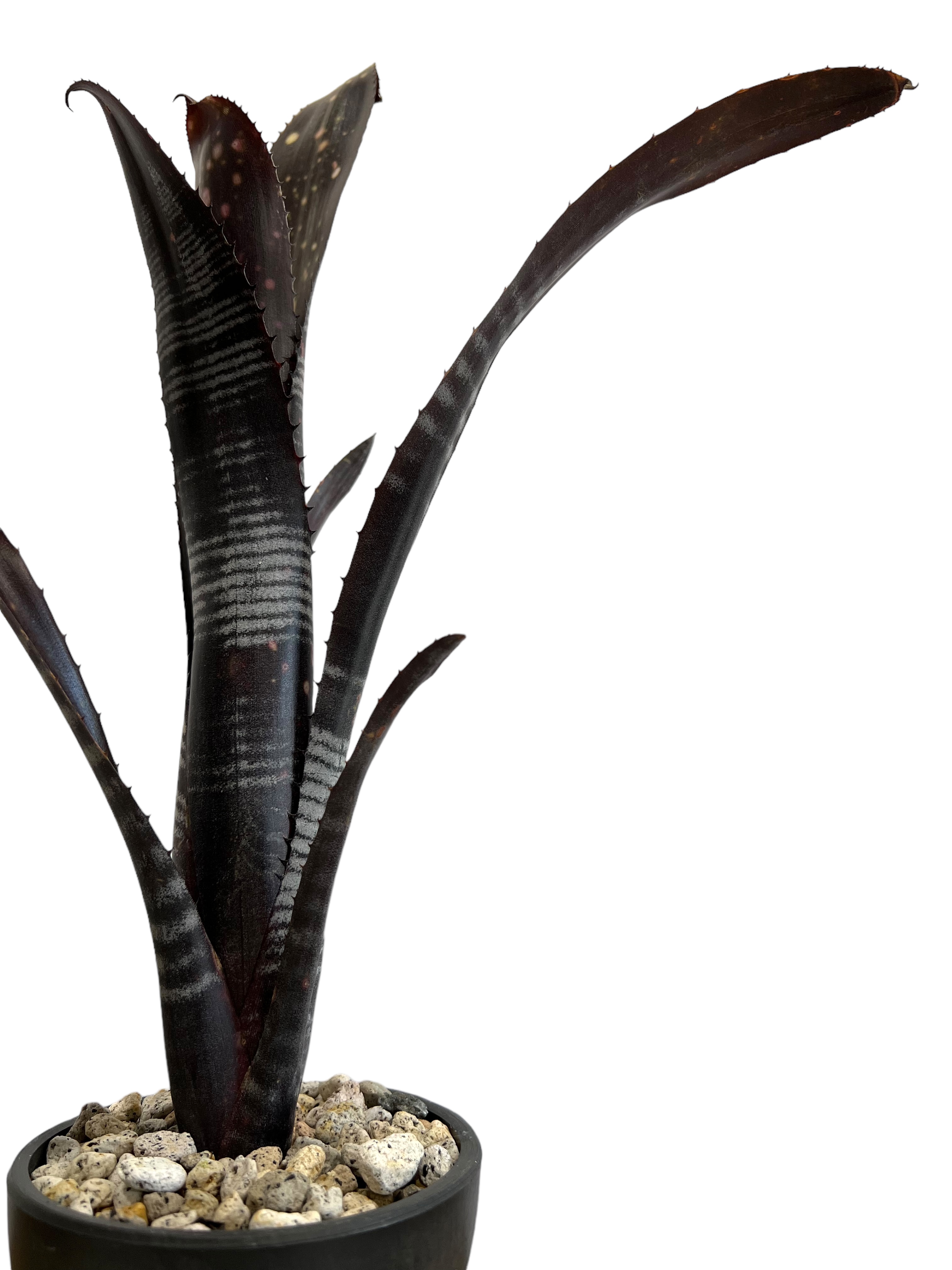 ビルベルギア ダースベイダー「Billbergia 'Darth vader' 」43J |