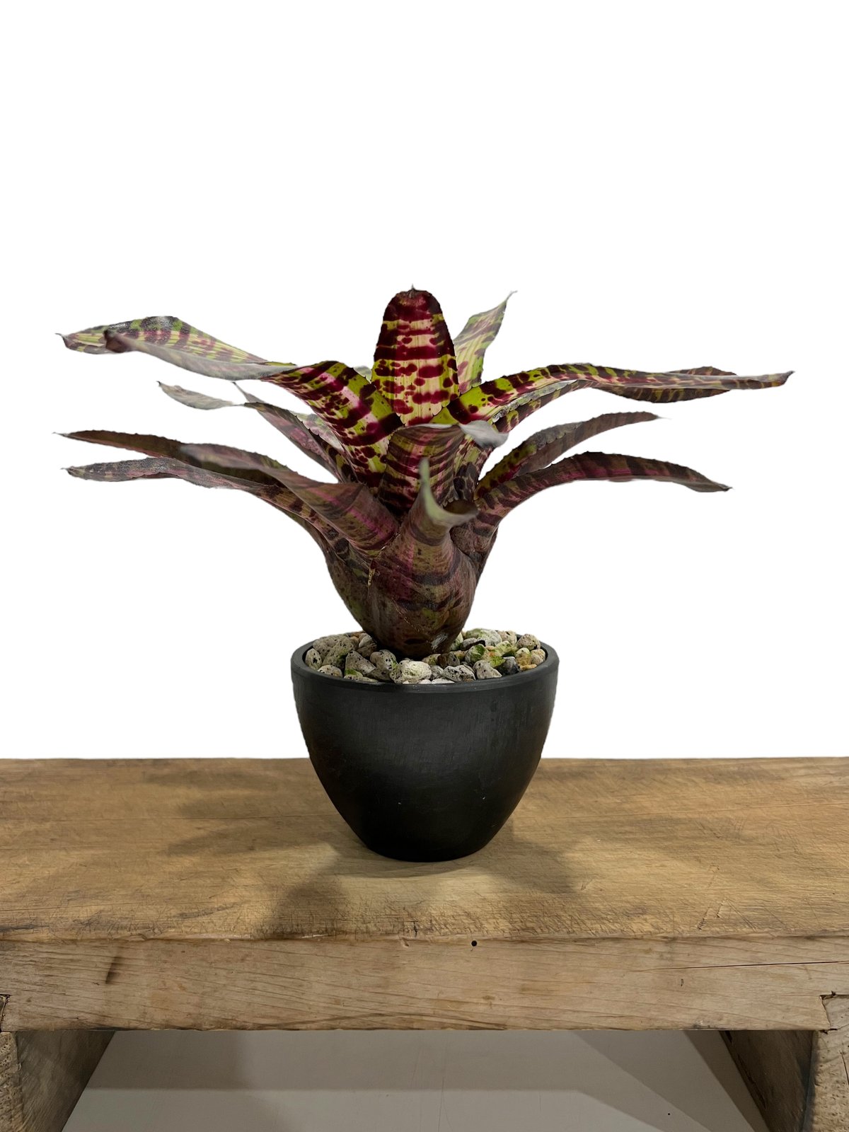 ブロメリア・エアープランツ Neoregelia Black Opal 送料無料】Neoregelia 'Black Opal'〔ネオレゲリア〕現品発送