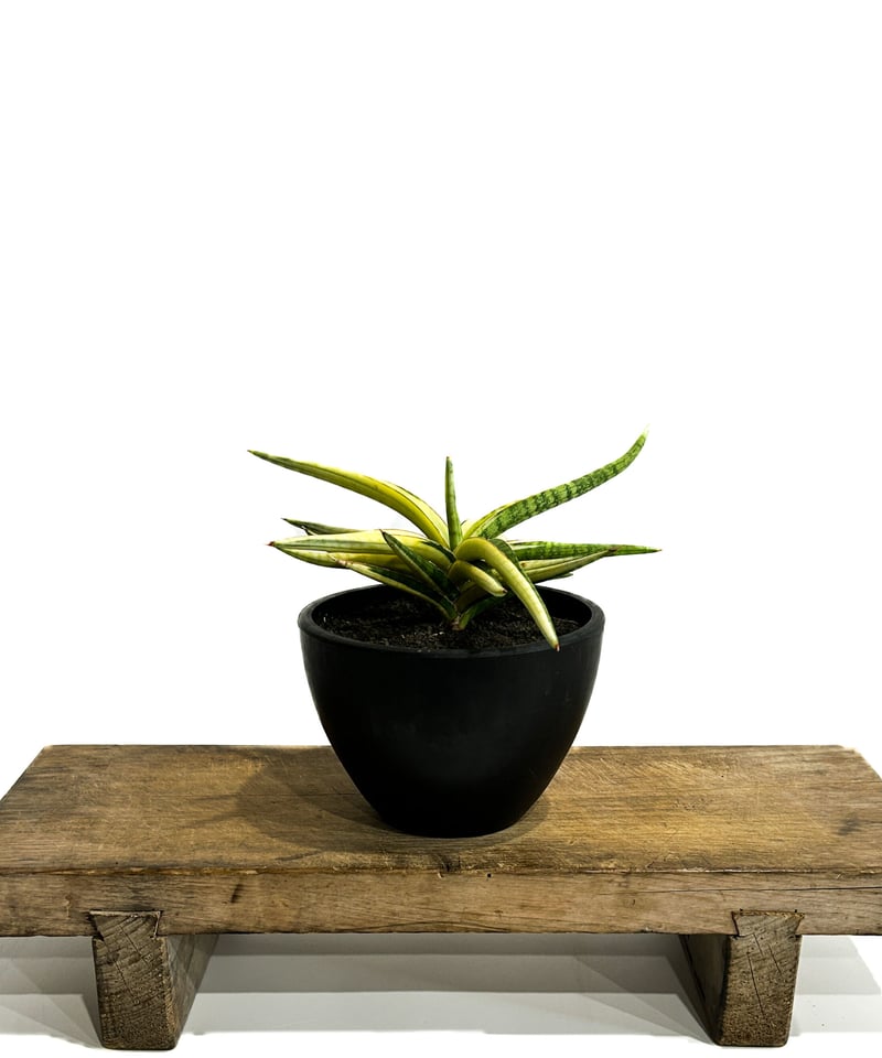 サンセベリア トム グランベリー 斑入「Sansevieria Tom Grumbley va