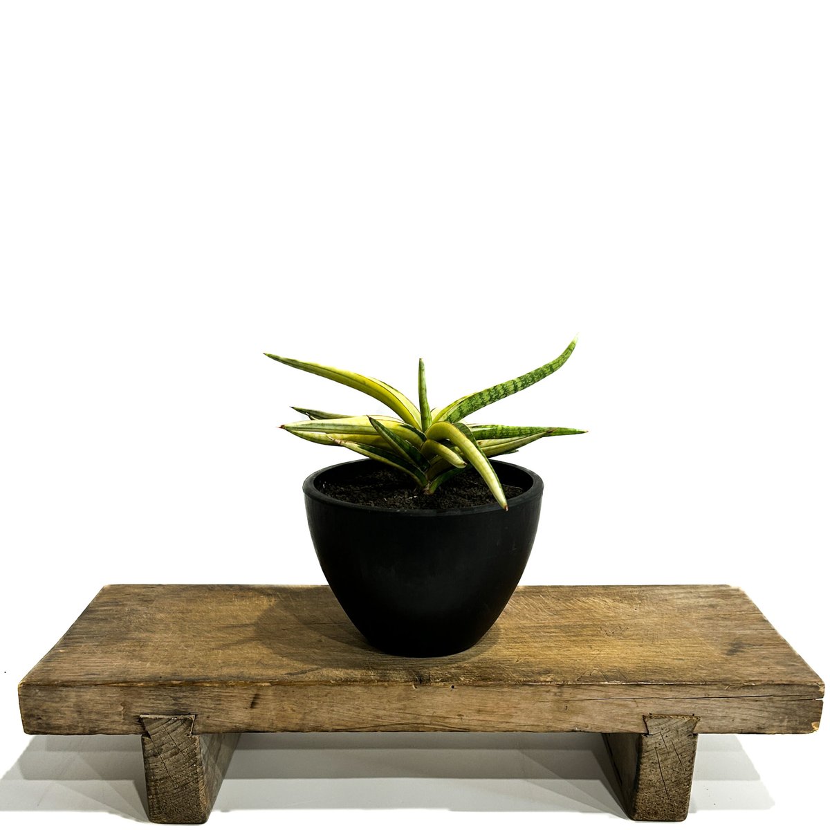 サンセベリア トム グランベリー 斑入「Sansevieria Tom Grumbley va