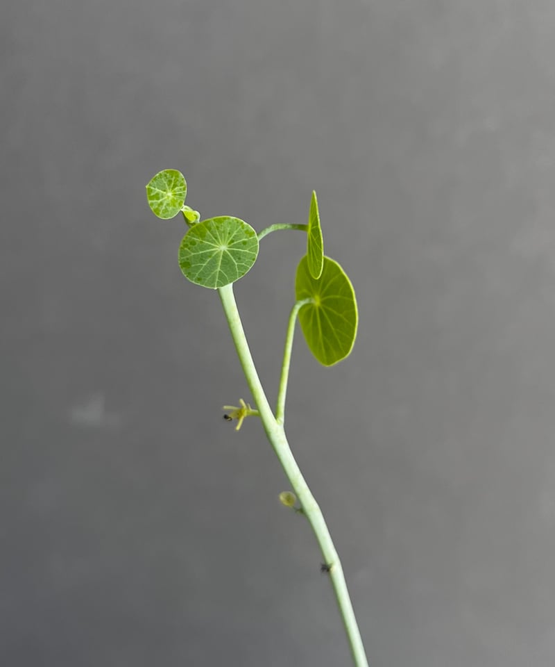 ステファニア エレクタ 「Stephania erecta」30D | SHOUCHIKUEN