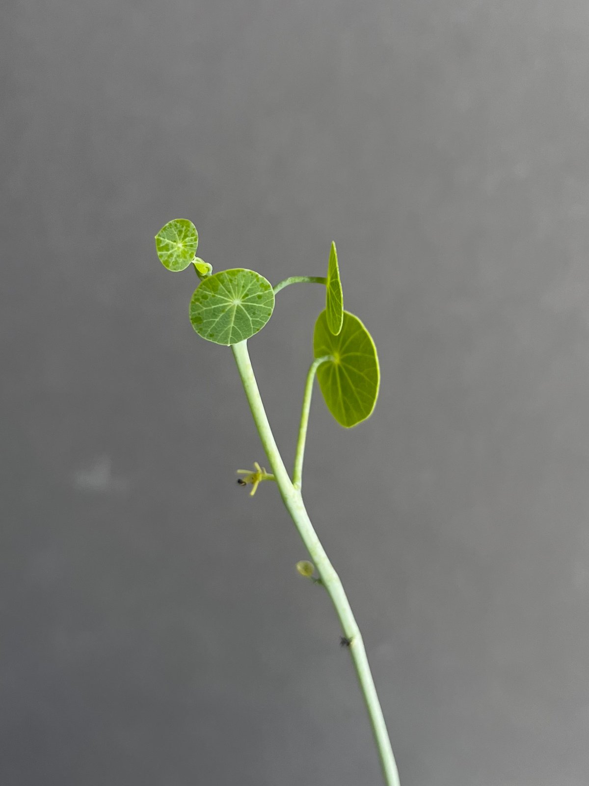 ステファニア エレクタ 「Stephania erecta」30D | SHOUCHIKUEN