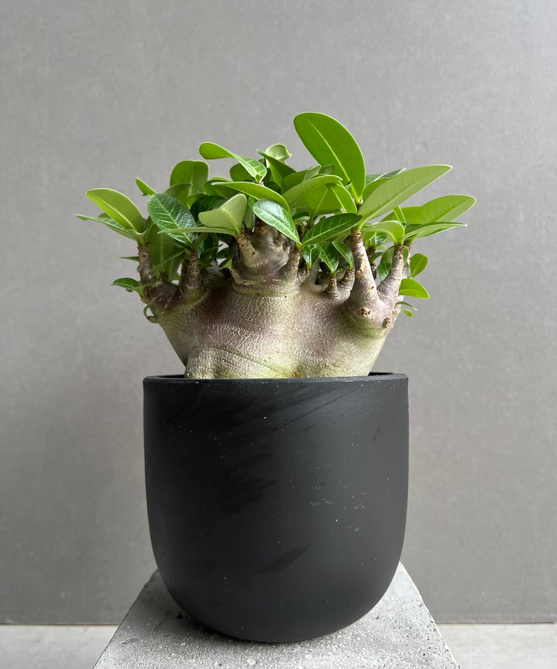 アデニウム アラビカム スーパー ドワーフ “ブラック” 「Adenium