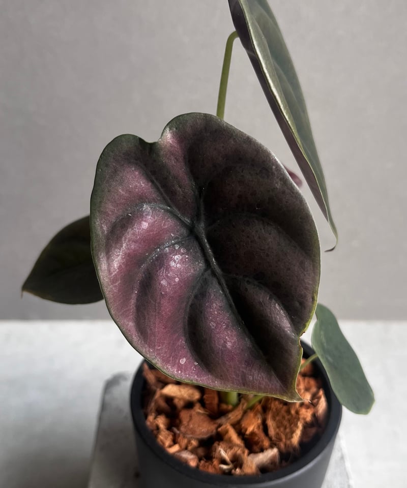Alocasia cuprea varigated/アロカシア クプレア斑入り② Alocasia cuprea varigated /アロカシア クプレア 斑入り②