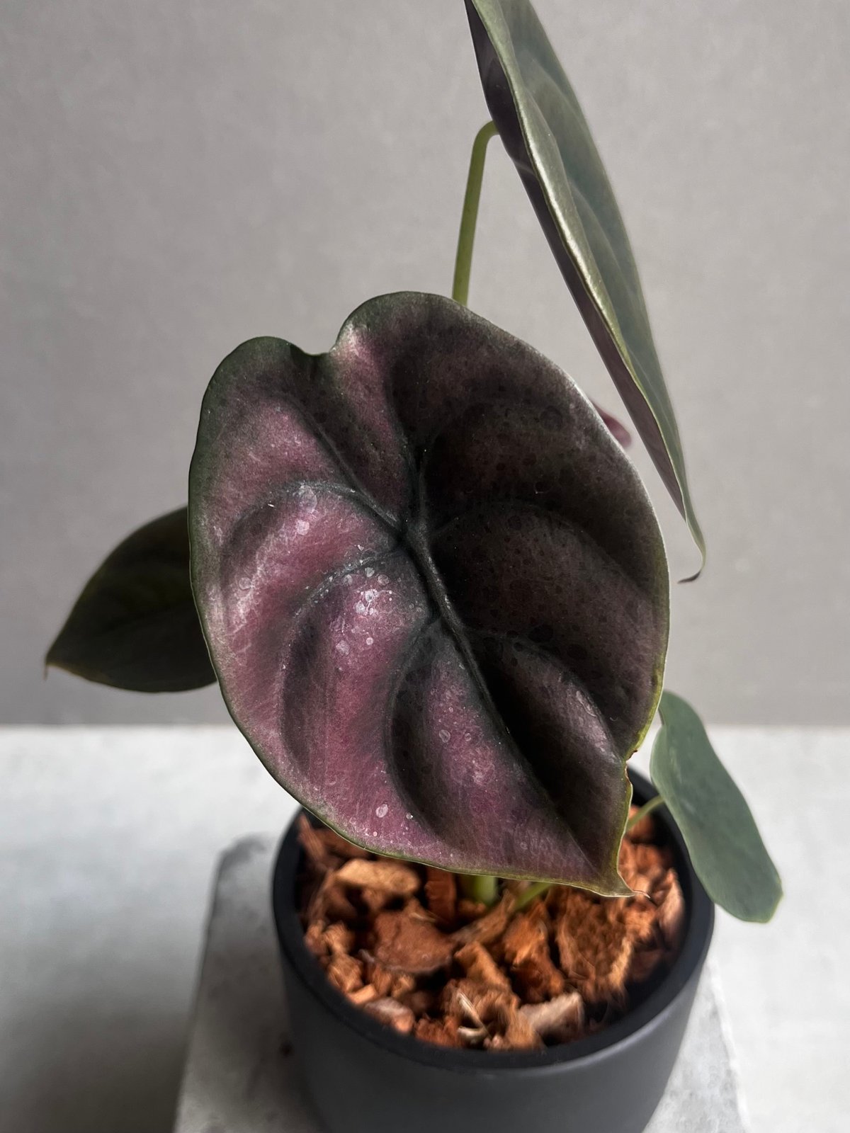 アロカシア クプレア “レッドシークレット” 「Alocasia cuprea