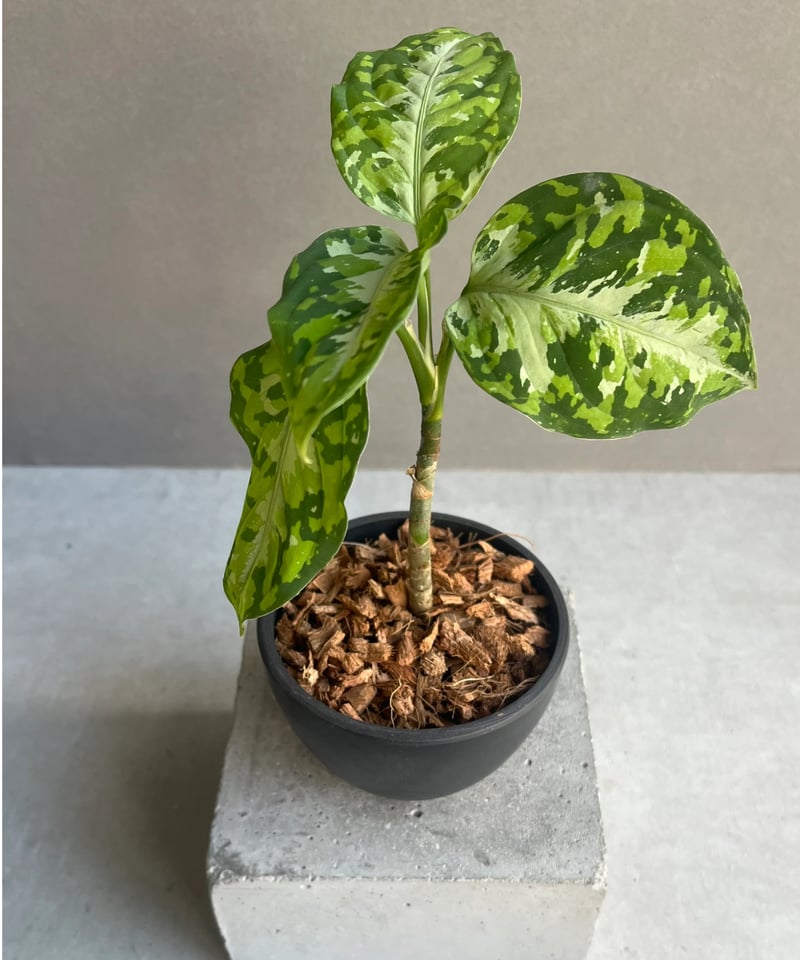 アグラオネマ ピクタム　Aglaonema pictum 楽天市場】【送料無料】アグラオネマ ピクタム 【 観葉植物 4号／1個