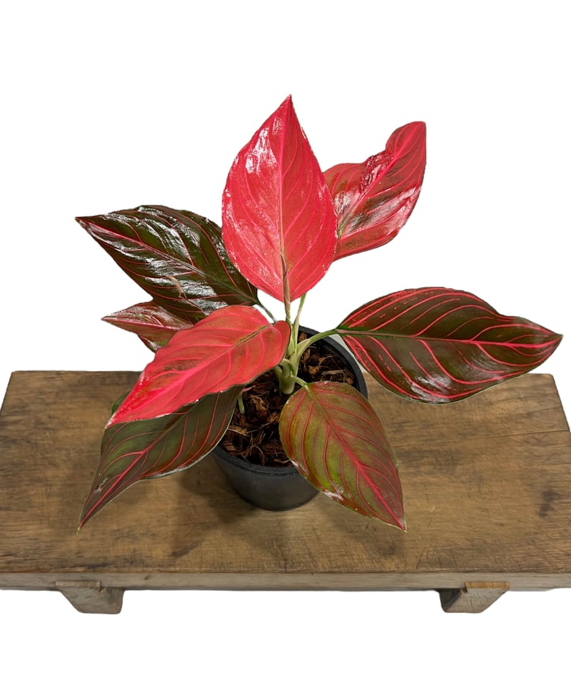 アグラオネマ レッド ベイン 「Aglaonema Red Vein」72U | SHOUCH