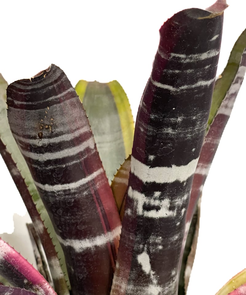 エクメア オットー「Aechmea Otto」8/18-66B | SHOUCHIKUEN エクメア オットー「Aechmea Otto」8/18-66B | SHOUCHIKUEN