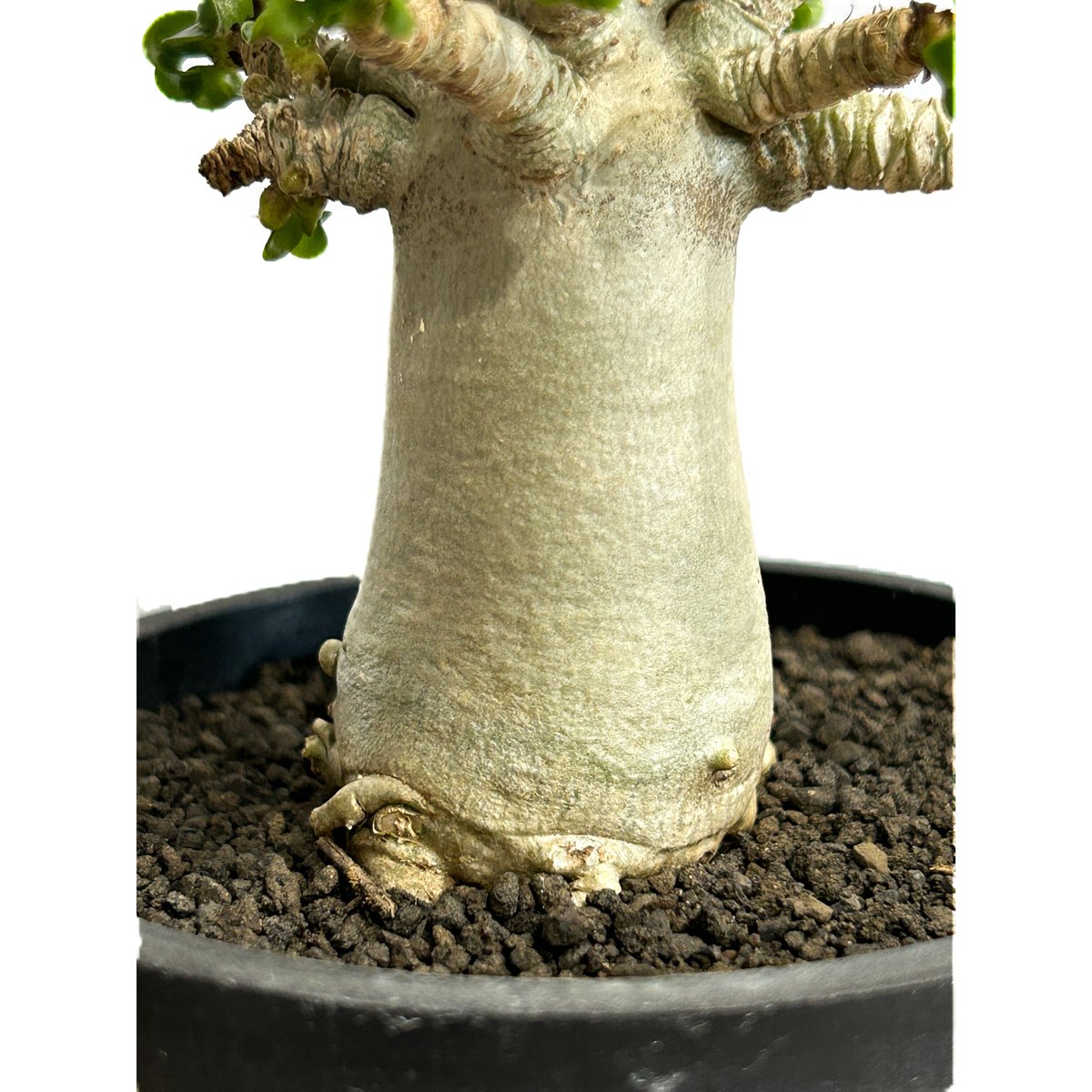 アデニウム　獅子葉　DHA アデニウム D.H.A (獅子葉) 「Adenium D.H.A」89A-1 | SHOUC