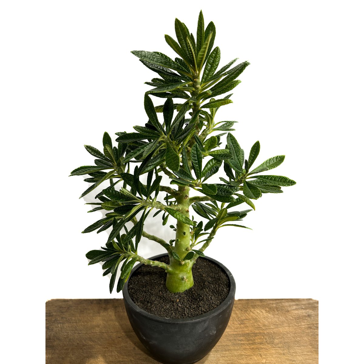 Dorstenia gigas ドルステニアギガス ドルステニア ギガス ブラータ Dorstenia gigas f. bullata