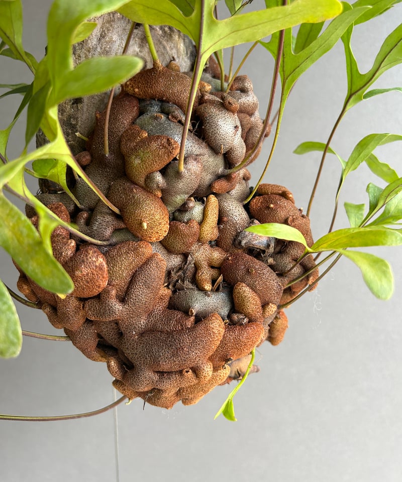 レカノプテリス クルスタセア「Lecanopteris crustacea」62J | SHO