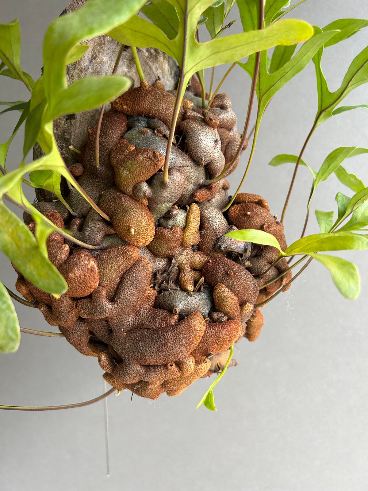 レカノプテリス クルスタセア「Lecanopteris crustacea」62J | SHO