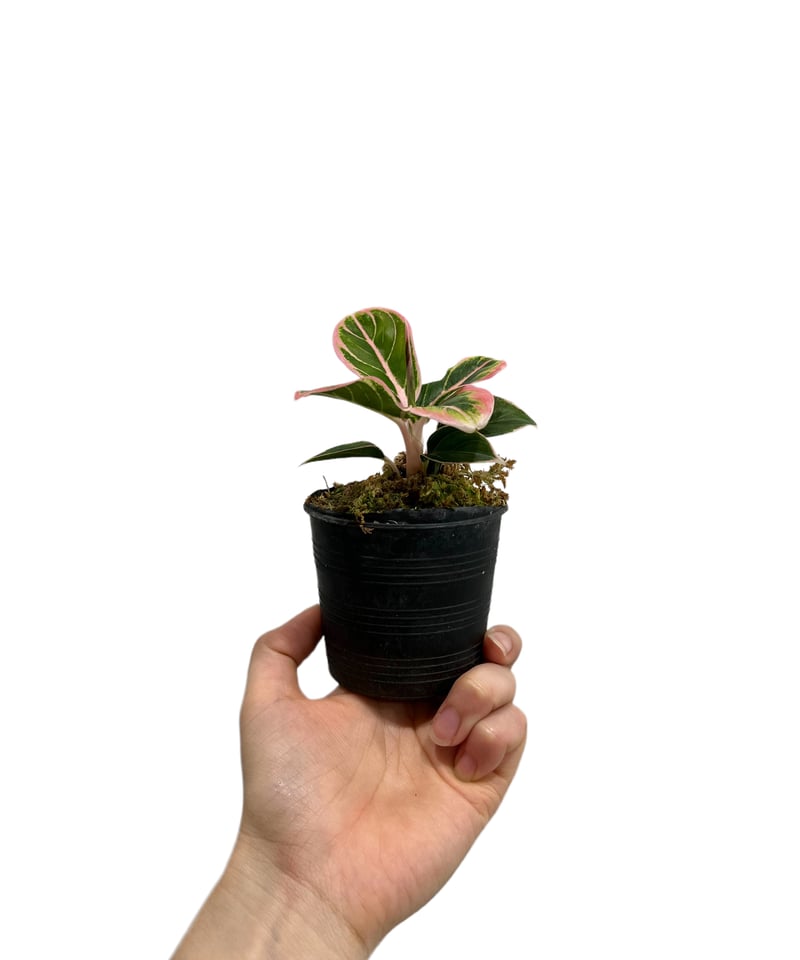 アグラオネマ ロータス デライト 「Aglaonema Lotus Delight アグラオネマ ロータス デライト 「Aglaonema Lotus Delight