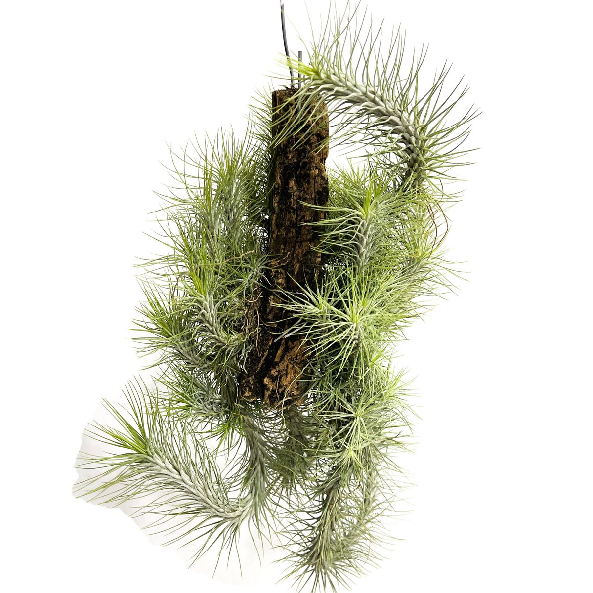 特大 チランジア フンキアナ クランプ エアープランツ 特大 チランジア フンキアナ クランプ エアープランツ