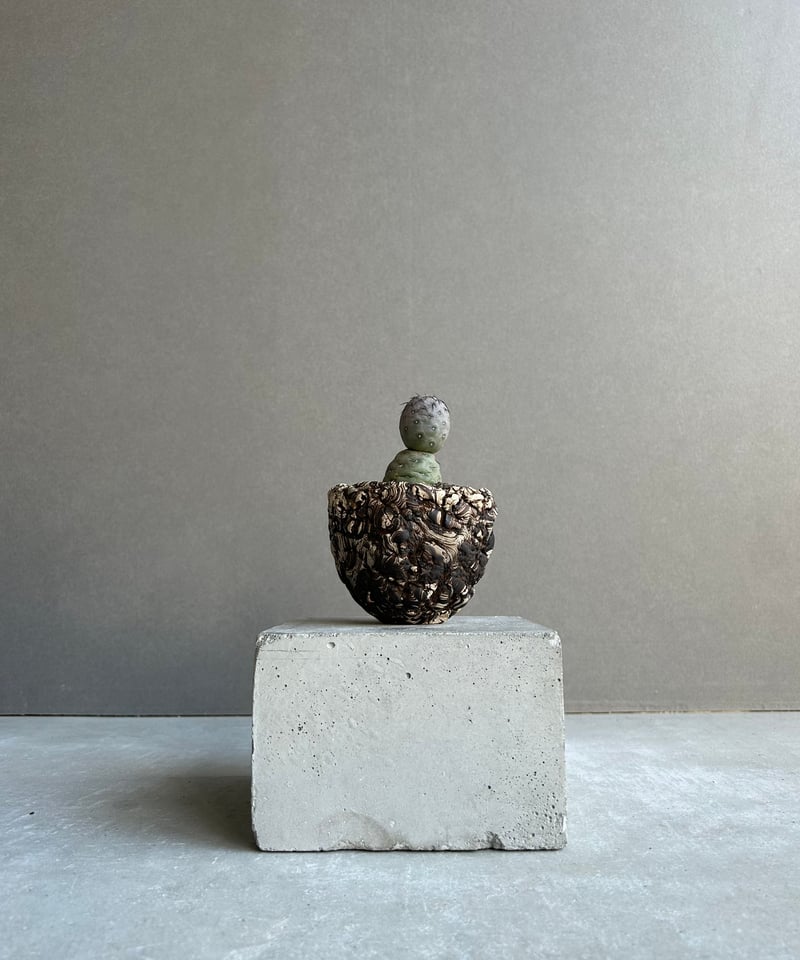 テフロカクタス ゲオメトリクス+plantsmonsters pot 「Tephrocactu