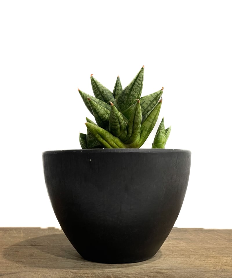 サンスベリア Sansevieria Mingmanee v A サンセベリア ミン マニー 「Sansevieria Ming Manee by Unyama