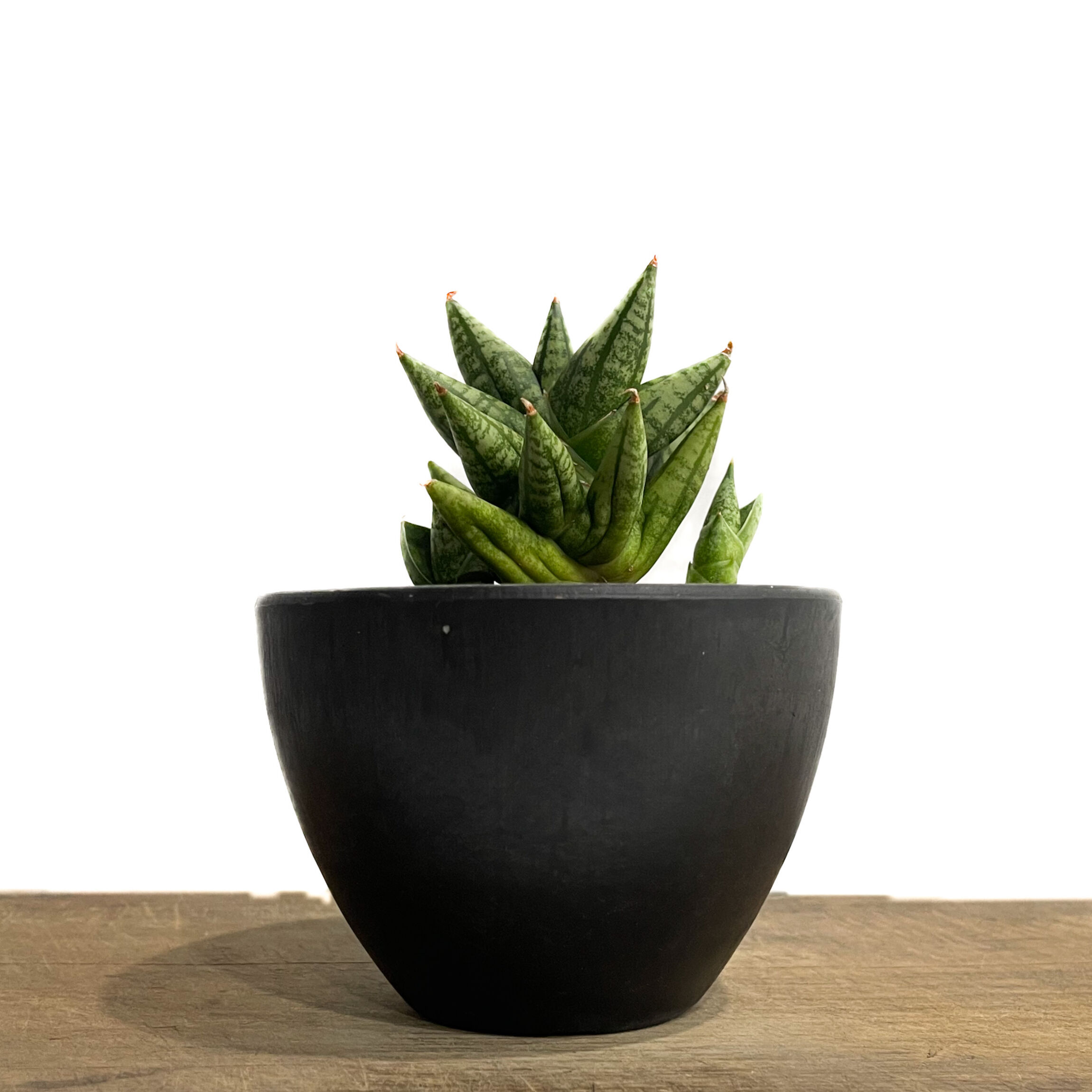 サンスベリア Sansevieria Mingmanee v C サンセベリア ミン マニー 「Sansevieria Ming Manee by Unyama
