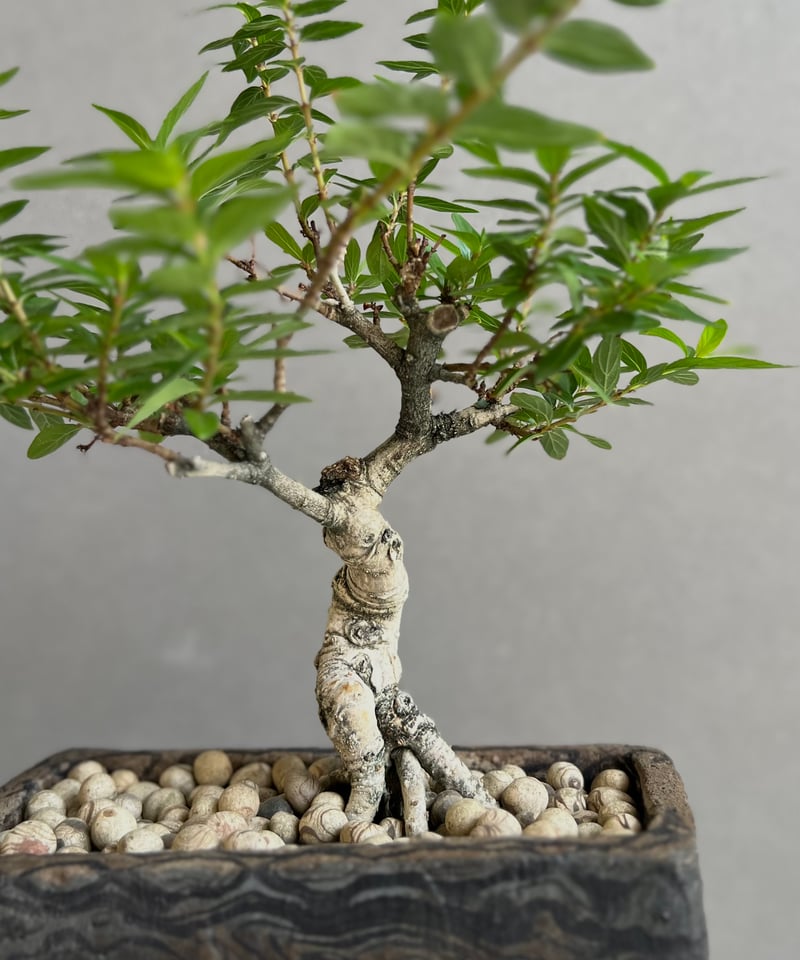 うち” 盆栽 + plantsmonsters pot 「“Special Edition”