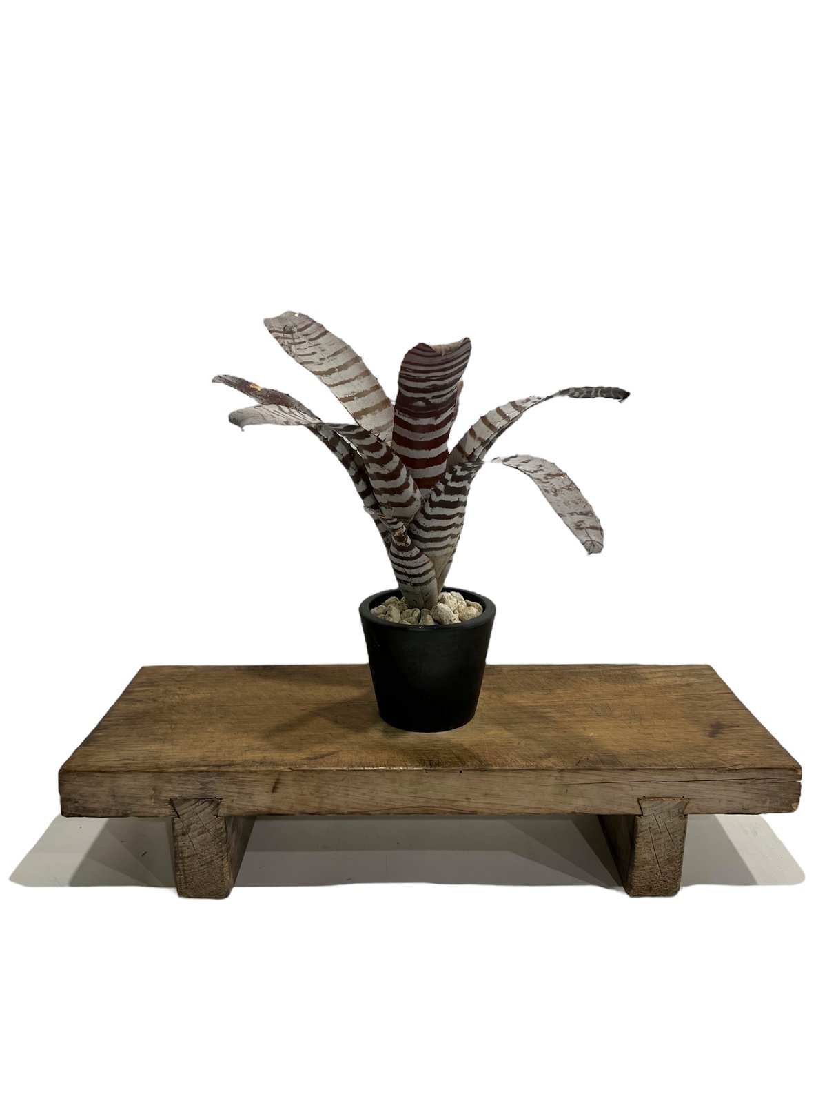 エクメア チャンティニー ブラック ワイドリーフ 「Aechmea