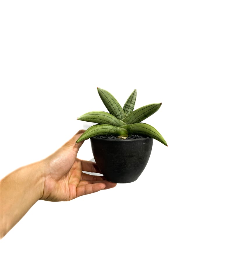 EMP サンセベリア サンディー San Dee / ※2枚目以降SA320 Sansevieria trifasciata Silver Laurentii【artPLANTs】サンスベリア