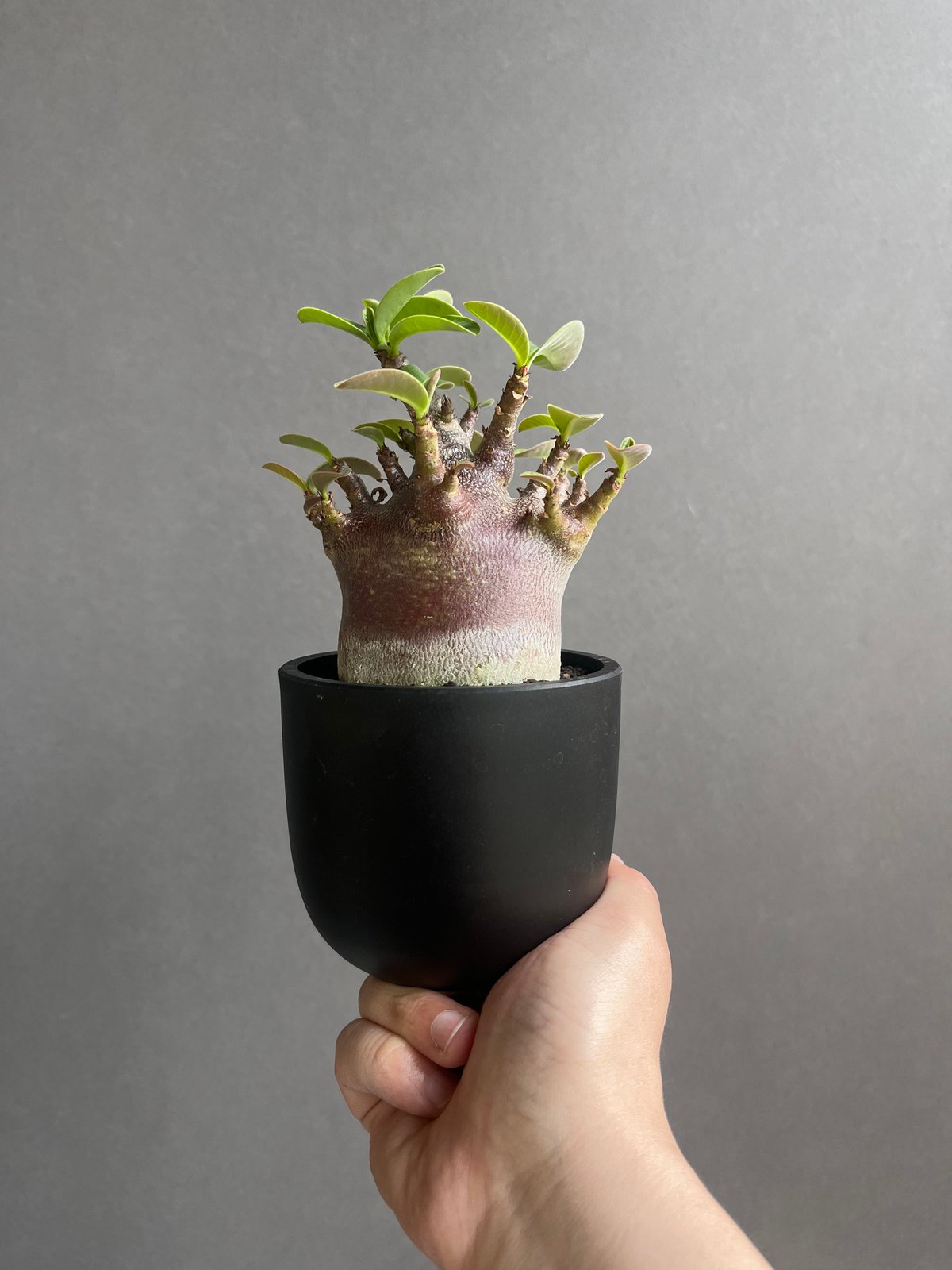 アデニウム アラビカム スーパー ドワーフ “ブラック” 「Adenium