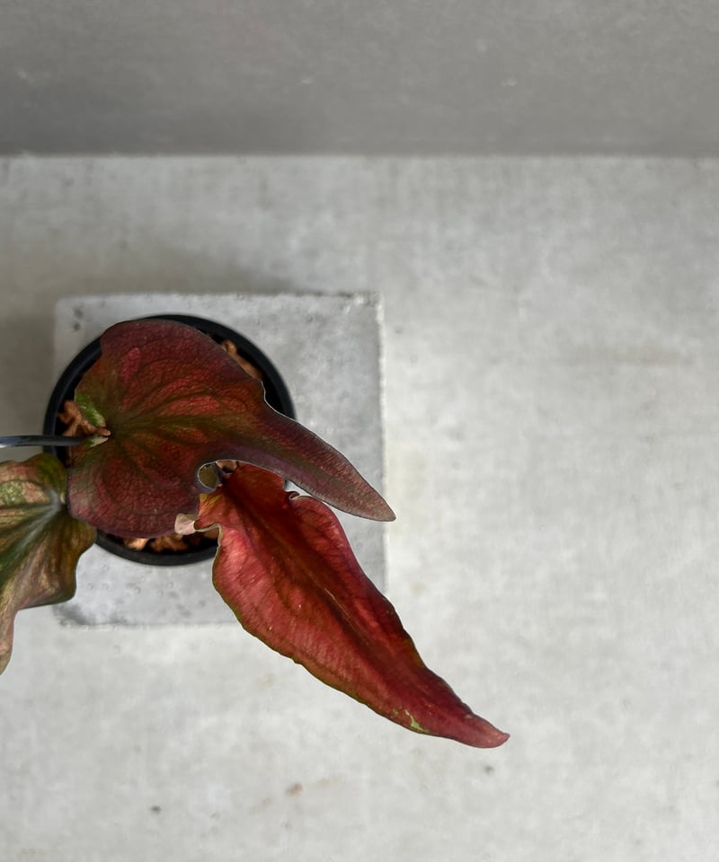 バカラ　ハトつがい　ワインレッド カラジューム ハイブリッド “ワインレッド ラバー” 「Caladium