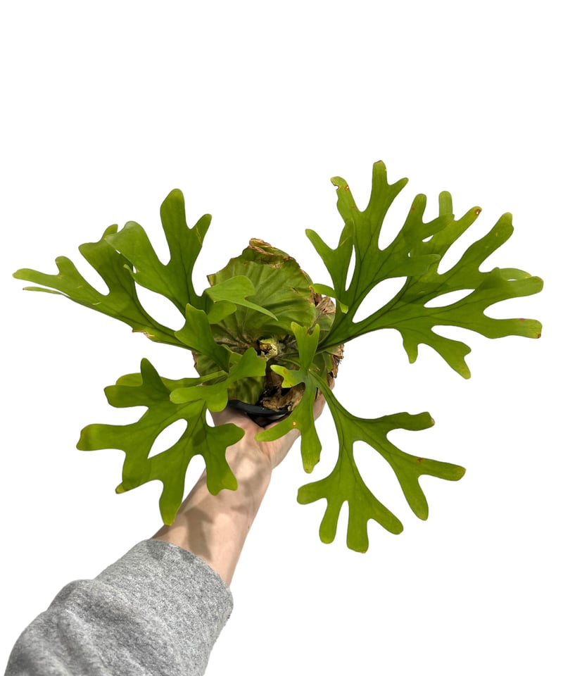 ビカクシダ リドレイ(by ヌクル) 「Platycerium ridleyi (by Nuk
