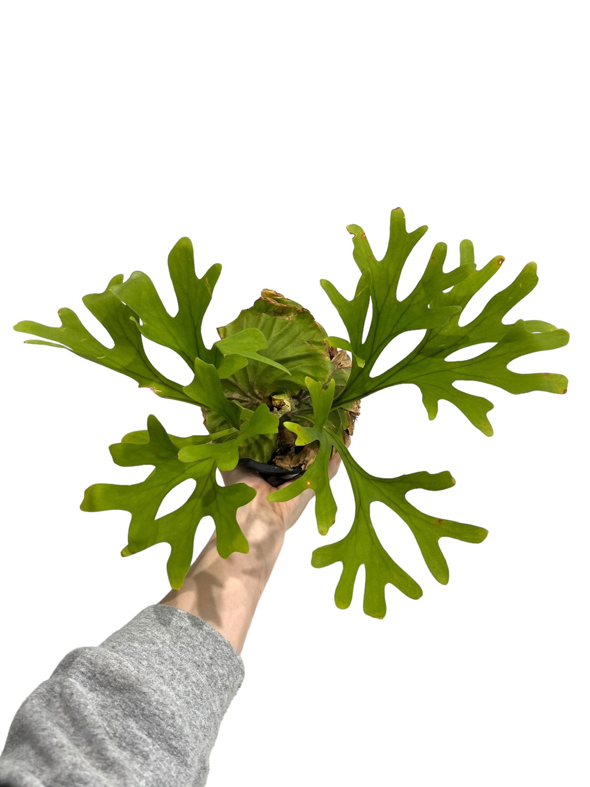 ビカクシダ リドレイ(by ヌクル) 「Platycerium ridleyi (by Nuk