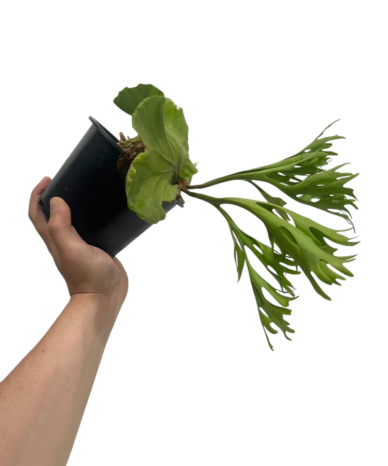 ビカクシダ リドレイ(by ヌクル) 「Platycerium ridleyi (by Nuk