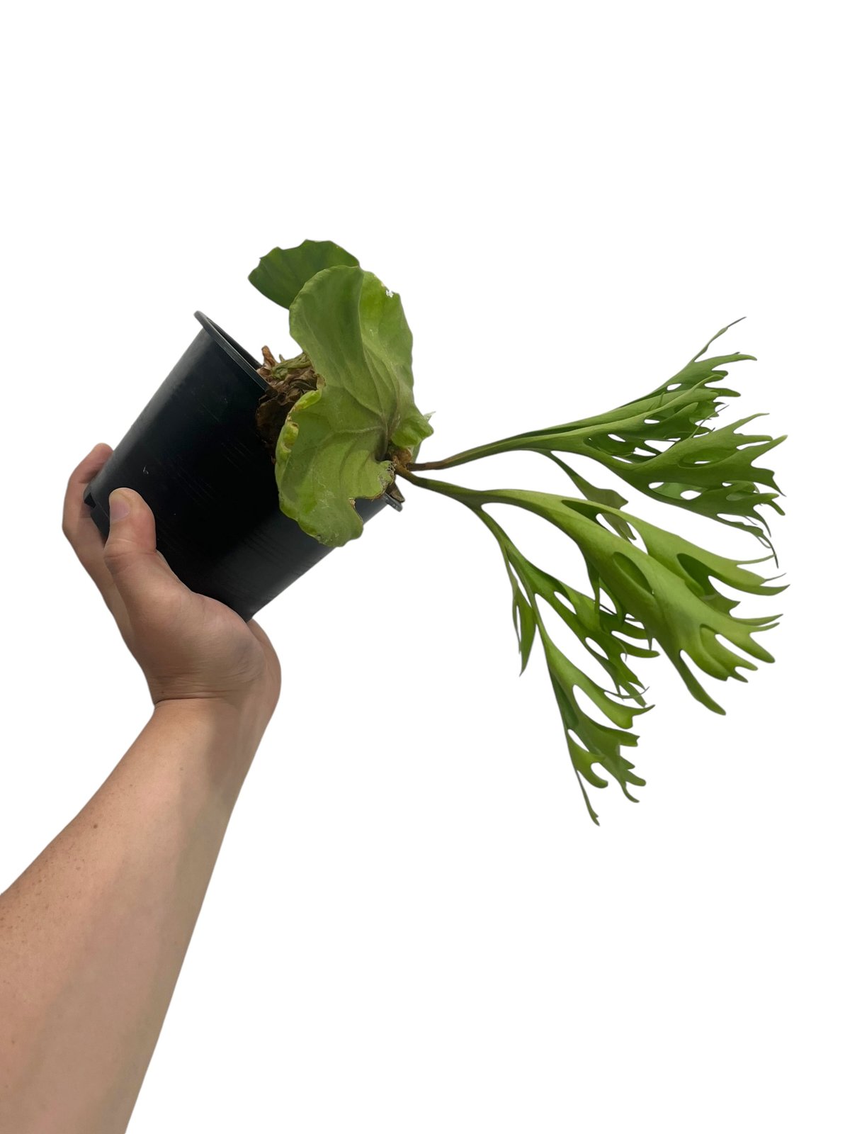 ビカクシダ・リドレイ　焼杉板付 Platycerium ridleyi 2025.6/17〜】板付ビカクシダ P. ridleyi dwarf | IMAMA