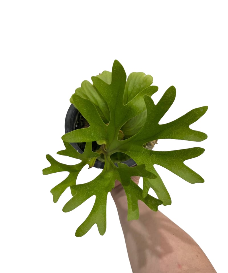 ビカクシダ キッチャクード 細葉 「Platycerium Mt. Kitshakood Th