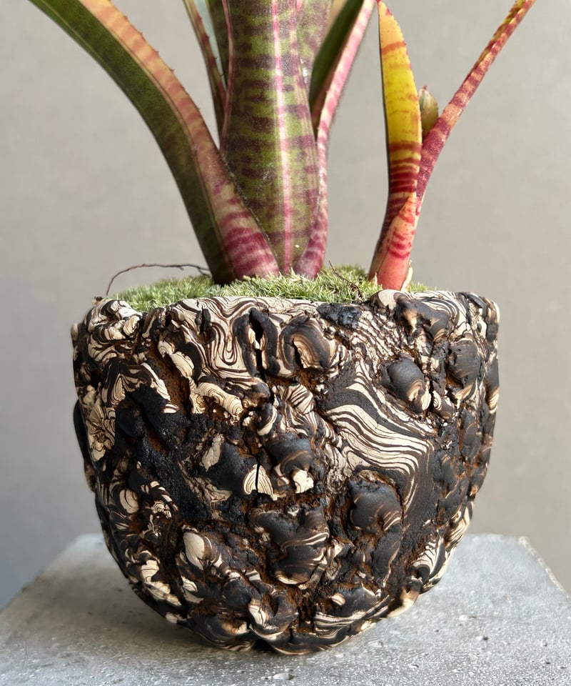 ネオレゲリア ライブ ワイヤー+ plantsmonsters pot「Neoregelia