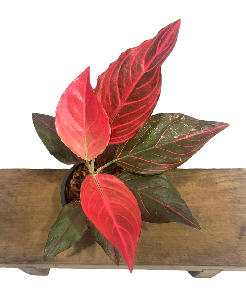 アグラオネマ レッド ベイン 「Aglaonema Red Vein」36U | SHOUCH