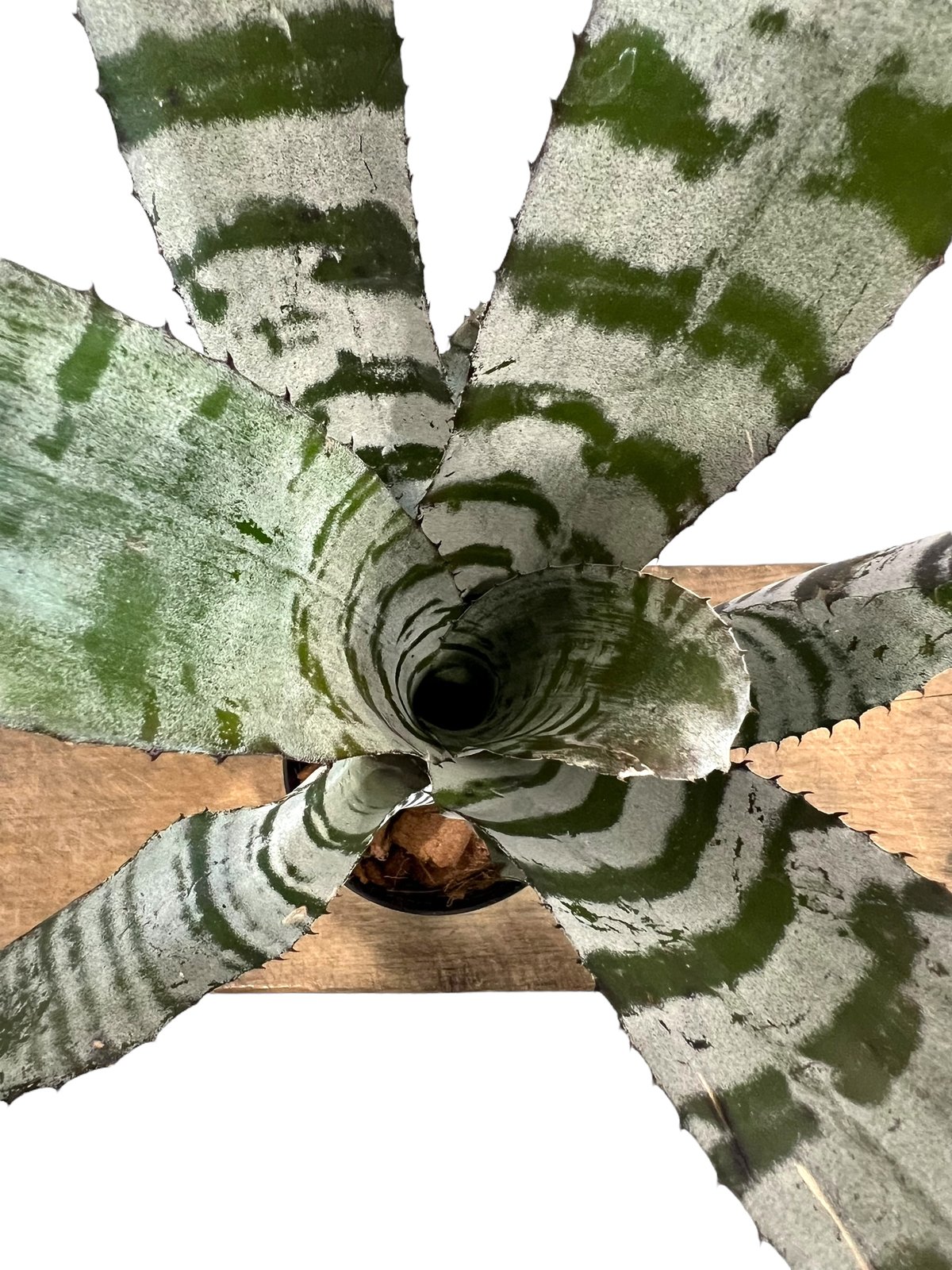エクメア チャンティニー エボニー 「Aechmea chantinii Ebony エクメア チャンティニー エボニー 「Aechmea chantinii Ebony