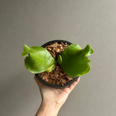 ビカクシダ | STORES