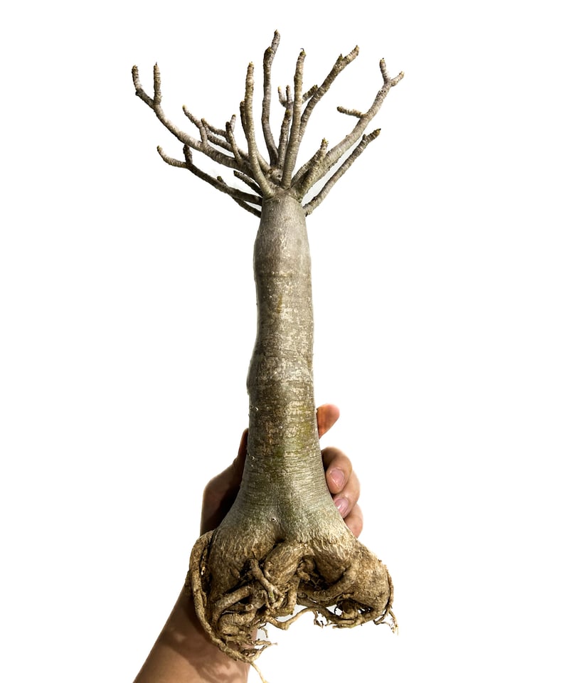 アデニウム アラビカム バオバブスタイル「Adenium arabicum Baobab St