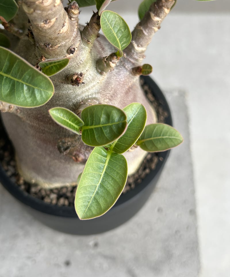 アデニウム アラビカム スーパー ドワーフ “ブラック” 「Adenium