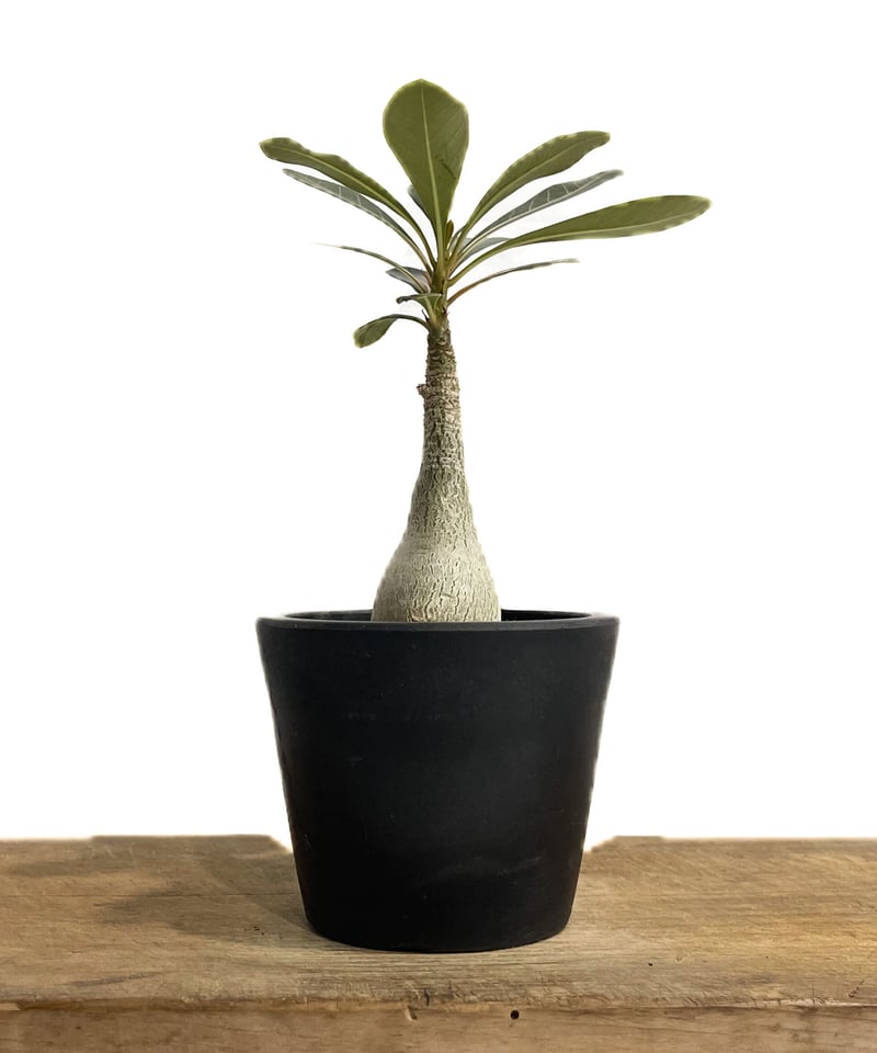 アデニウム ソコトラナム 純血 種子 20粒 ① Amazon.co.jp: アデニウム ソコトラナム 純血 実生 3年株 : おもちゃ