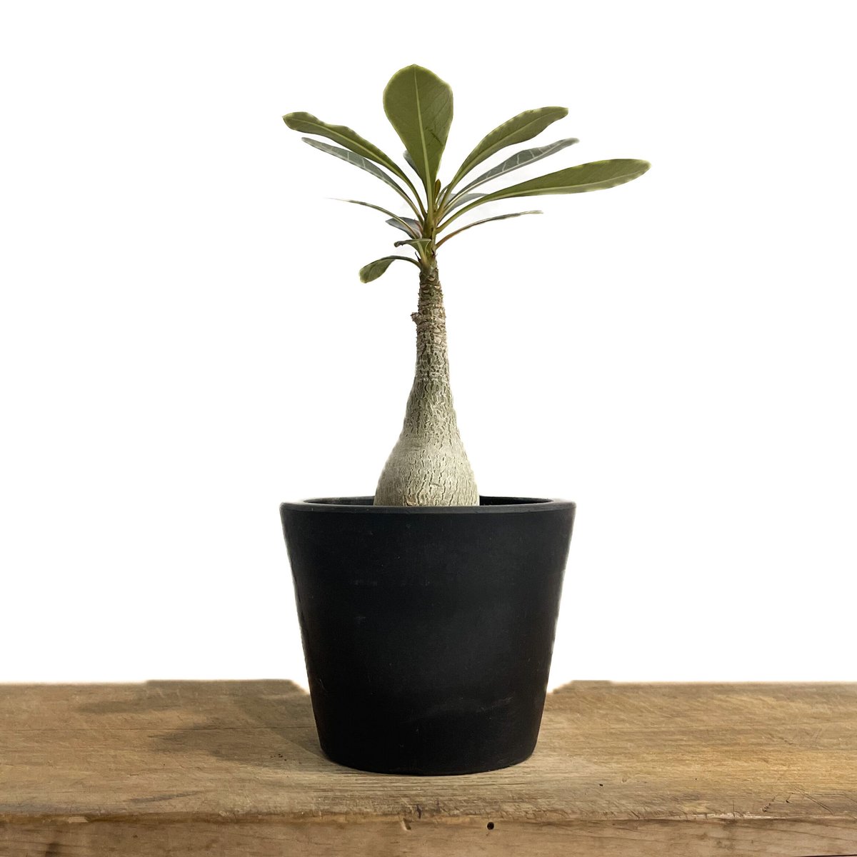 アデニウム ソコトラナム 「Adenium socotranum 」41E-1 | SHOU