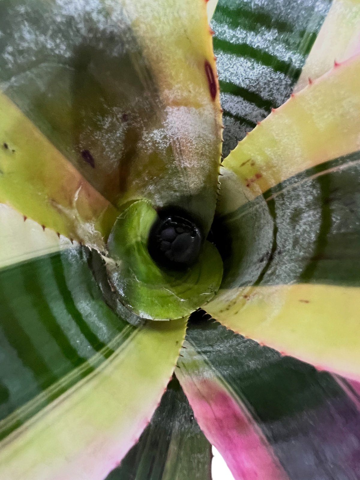 希少　Aechmea Otto エクメア　オットー　超美株　タンクブロメリア エクメア オットー 「Aechmea Otto」35T | SHOUCHIKUEN